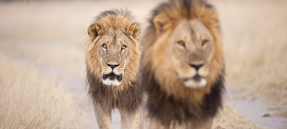 Reisekveld med quiz - Safari-perler i Kenya, Tanzania, Zambia & Zimbabwe - Vinn gavekort på reise
