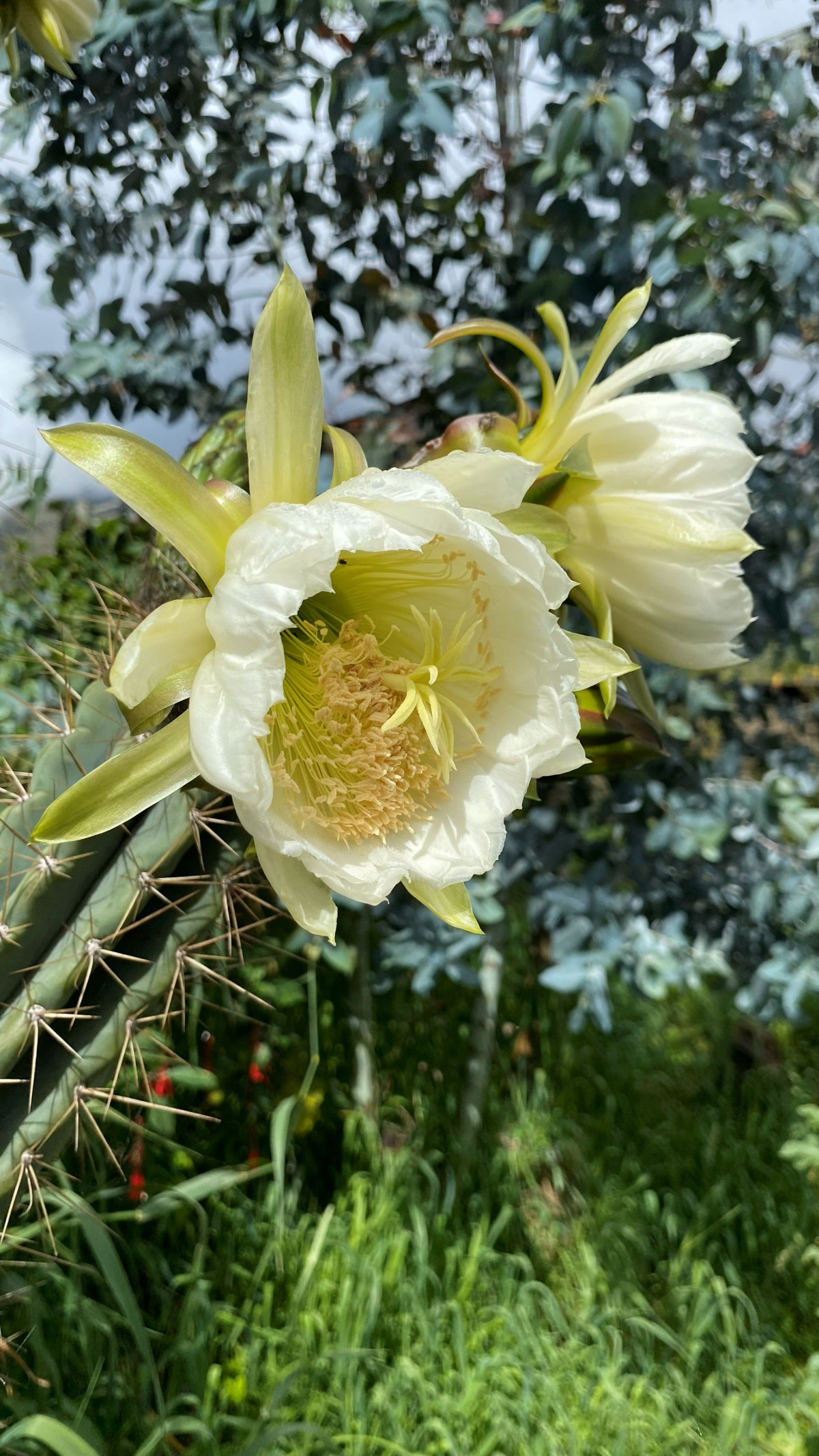 Sanpedro-blomsten i Andesfjellene    