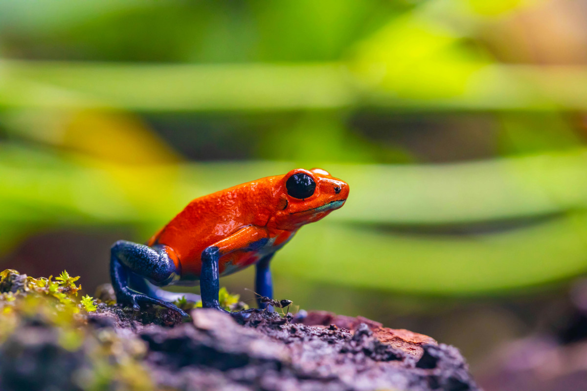      Foto:  Diego Madrigal - Pexels 