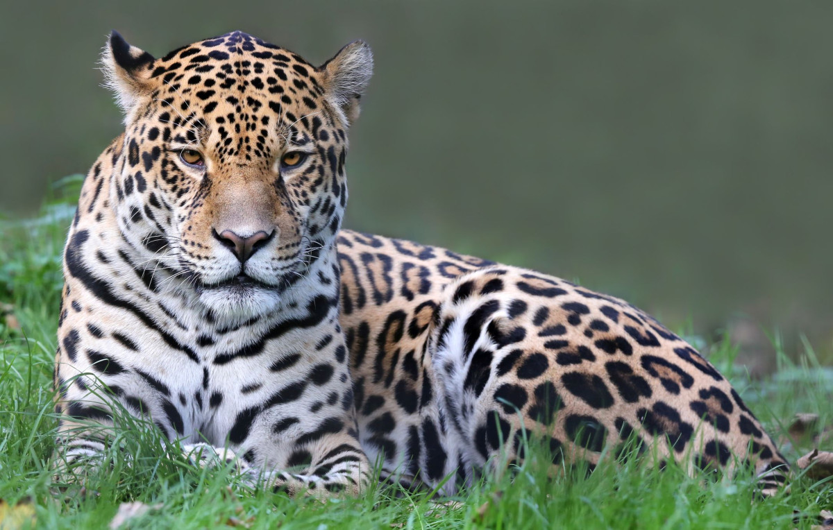 Jaguar - Osa Peninsula   |    Foto:  Tane Mahuta 