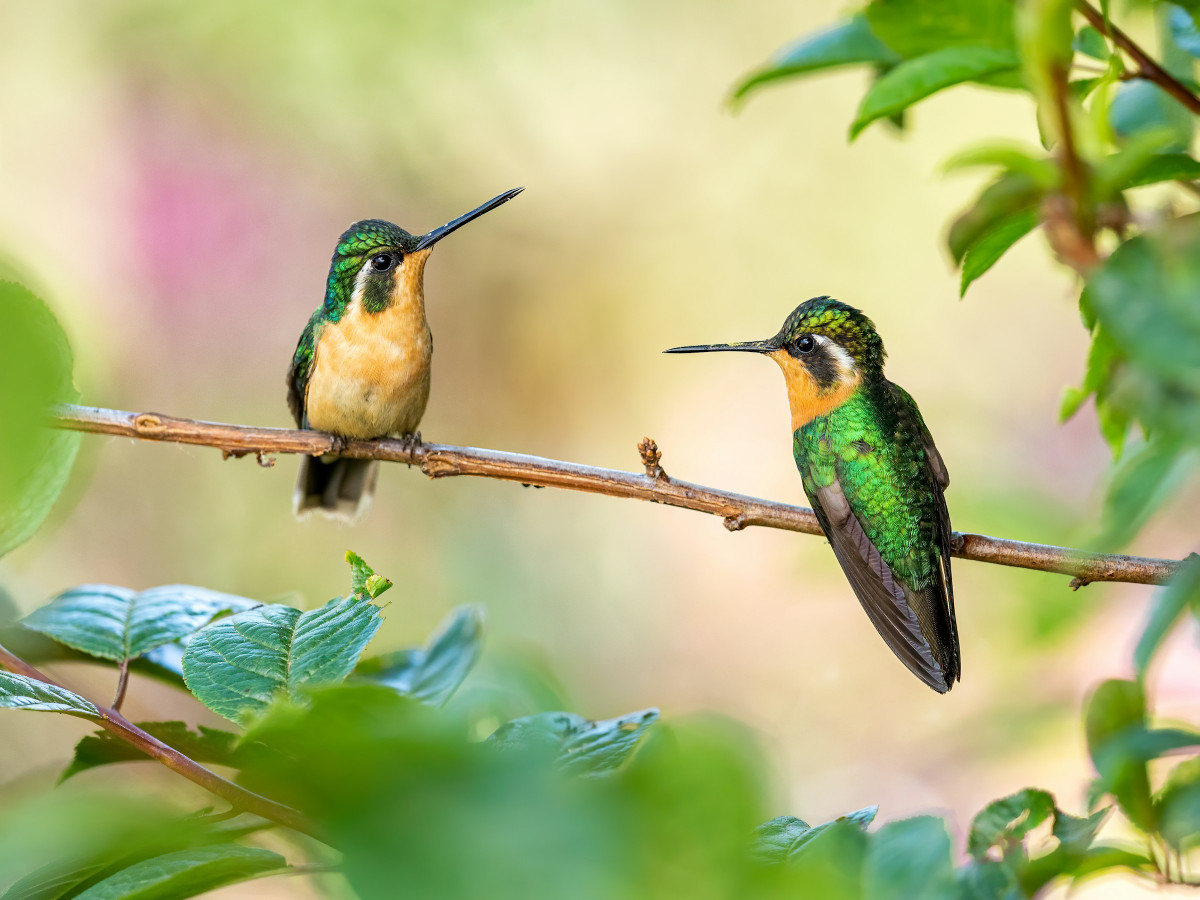      Foto:  Zdenek Machacek - Unsplash 