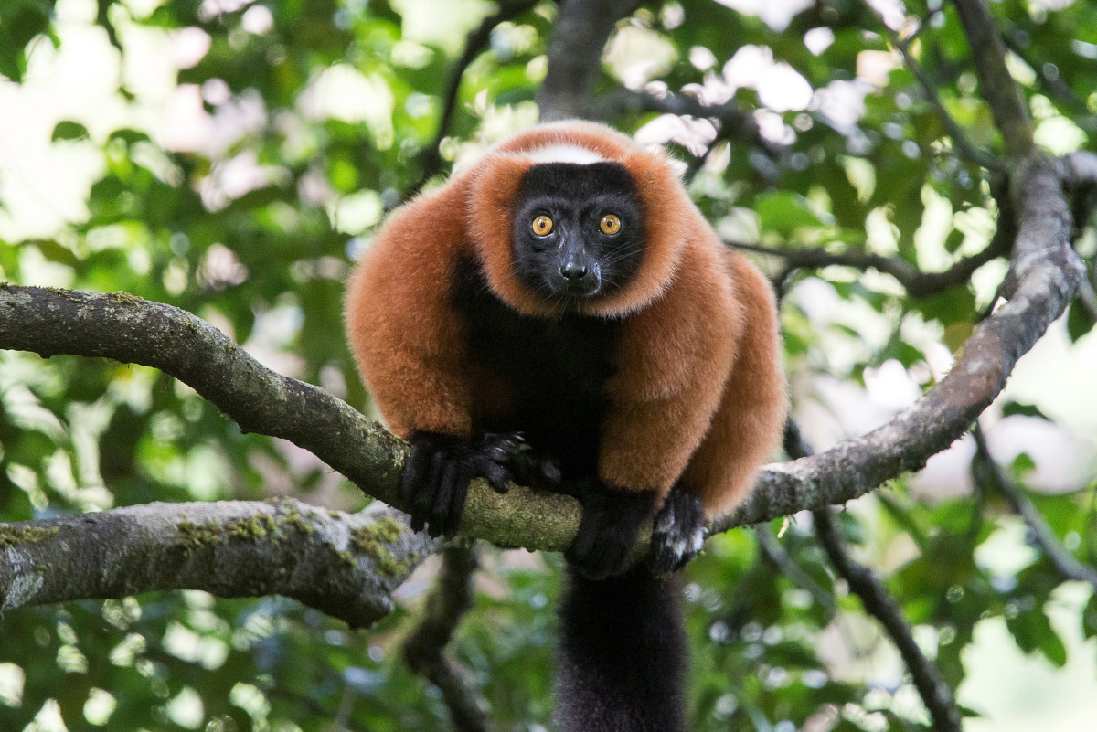      Foto:  Masoala Forest Lodge 