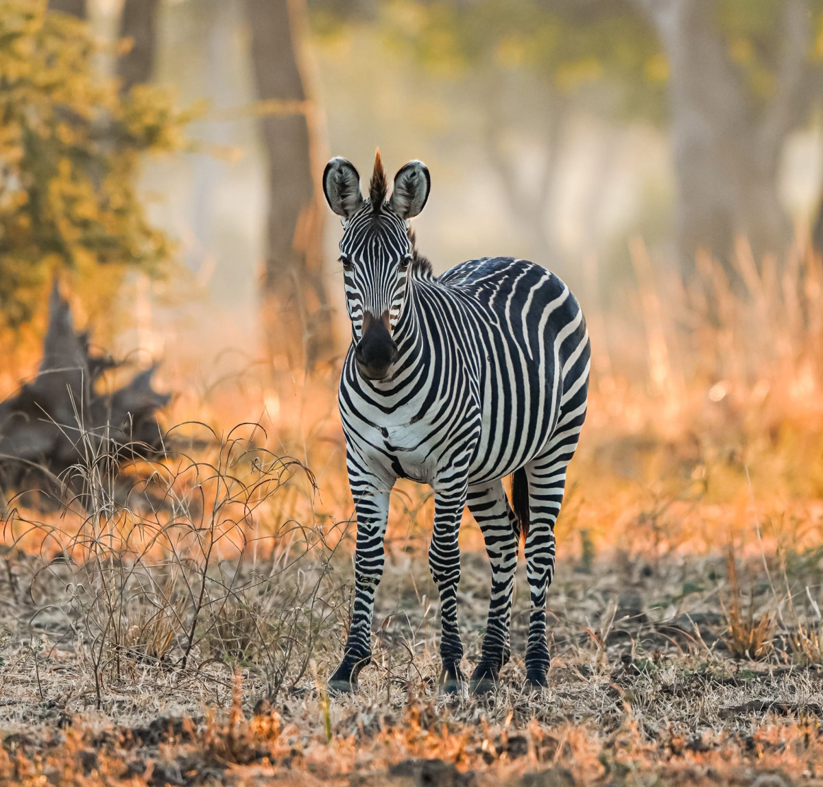 Safari   |    Foto:  Chikunto Safaris Lodge 