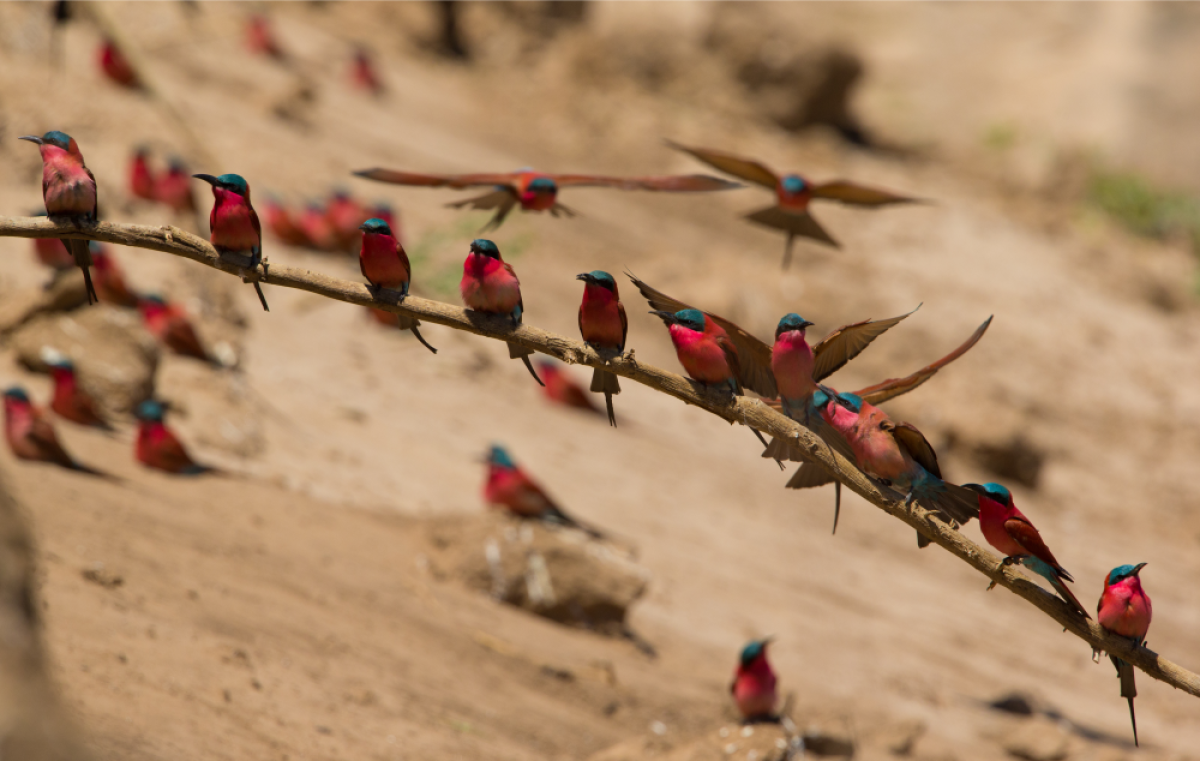 Carmine bee-eaters  |    Foto:  Chundukwa River Lodge 