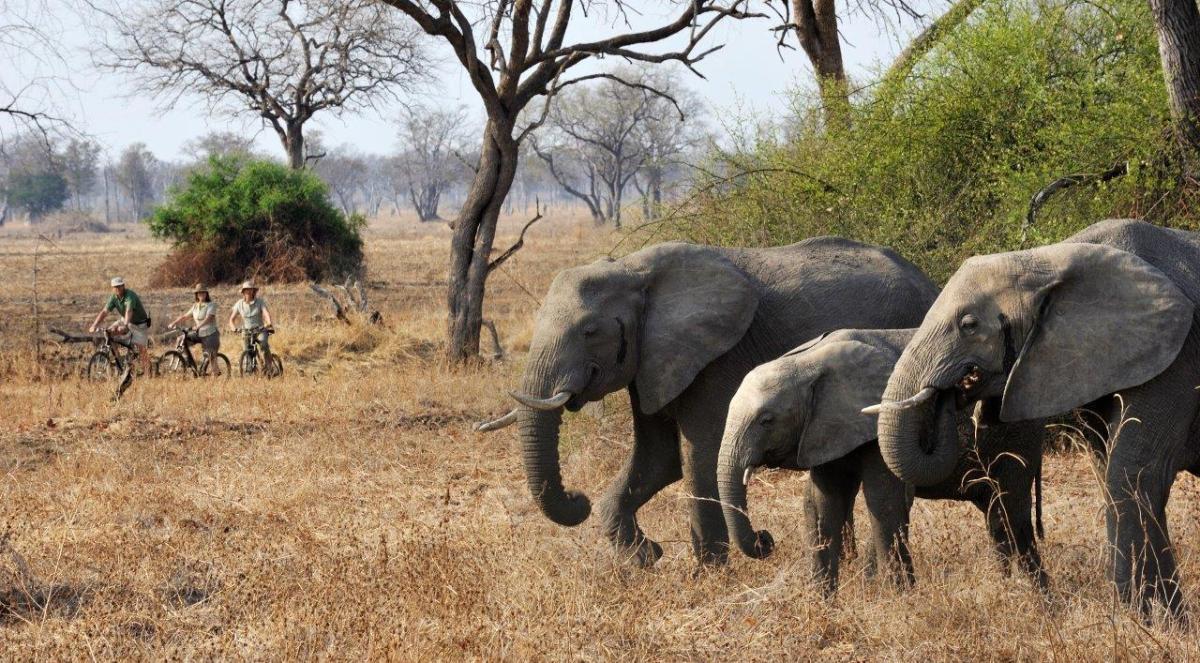 Tafica Camp   |    Foto:  Remote Africa Safaris 