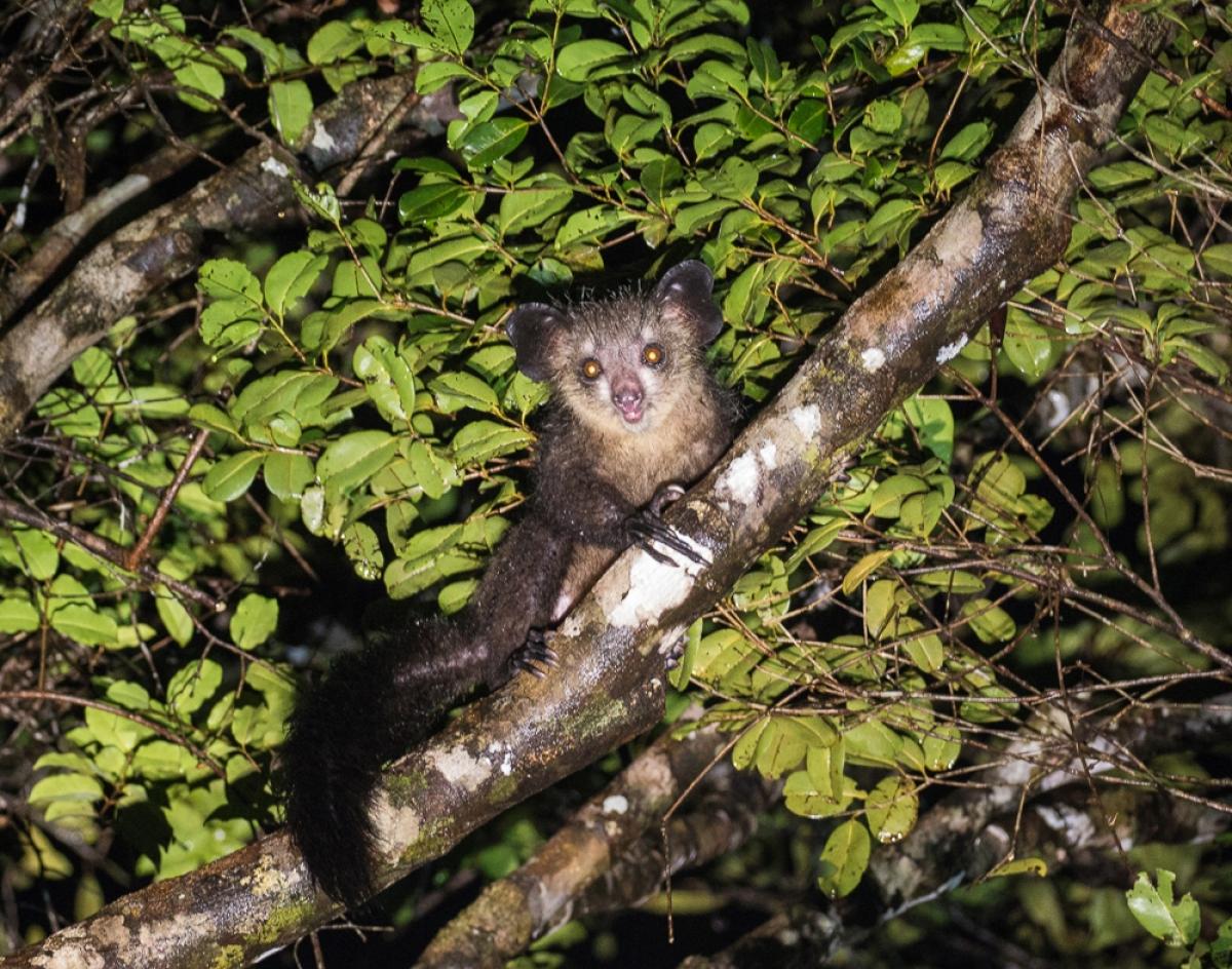     Foto:  Masoala Forest Lodge 