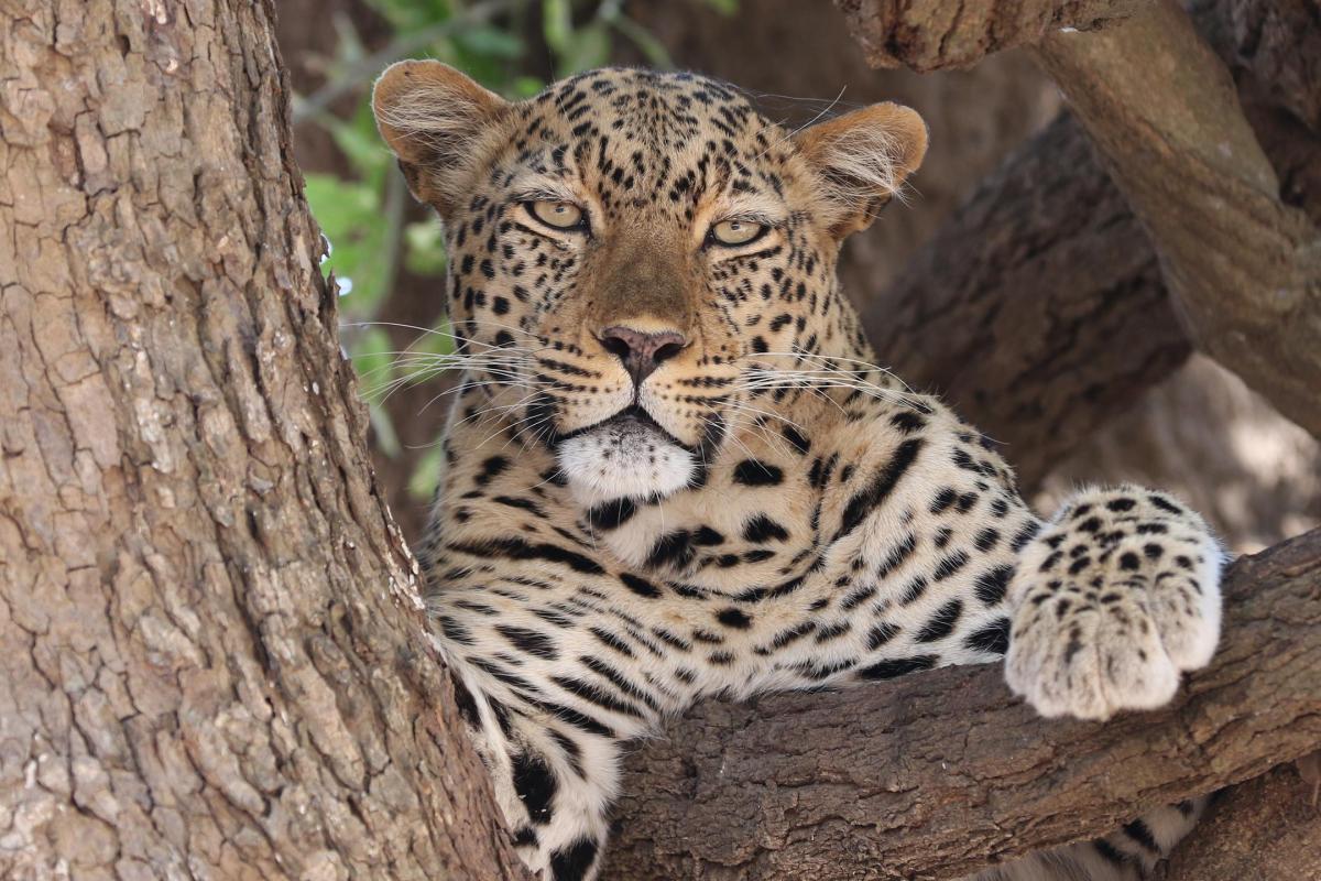Leoparder i fleng - er ikke usannsynlig på disse trakter   |    Foto:  Chikunto Safaris Lodge 