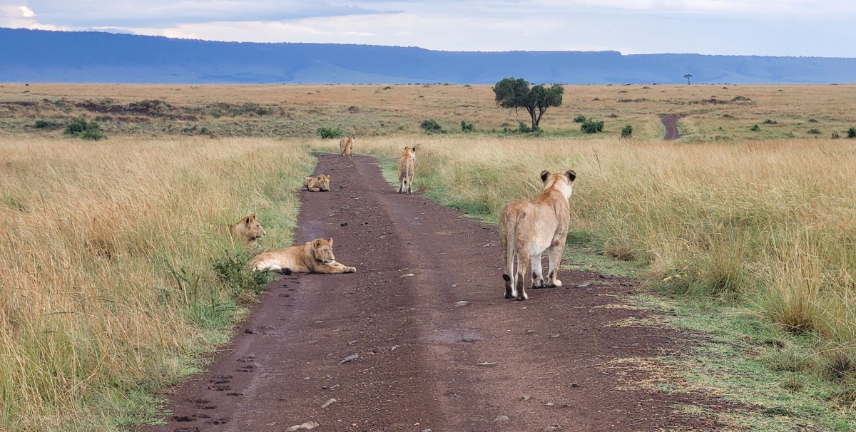 Veisperring Masai Mara, Kenya
