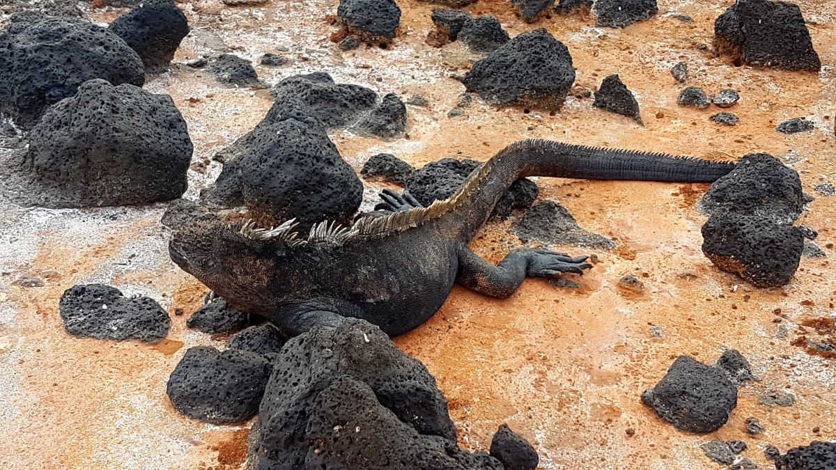 Marine-iguan Galapagos