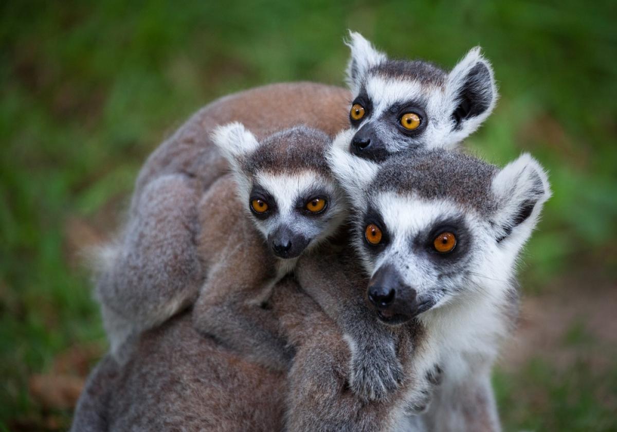 Lemurer på Nosy Komba  |    Foto:  Tsara Komba Lodge 