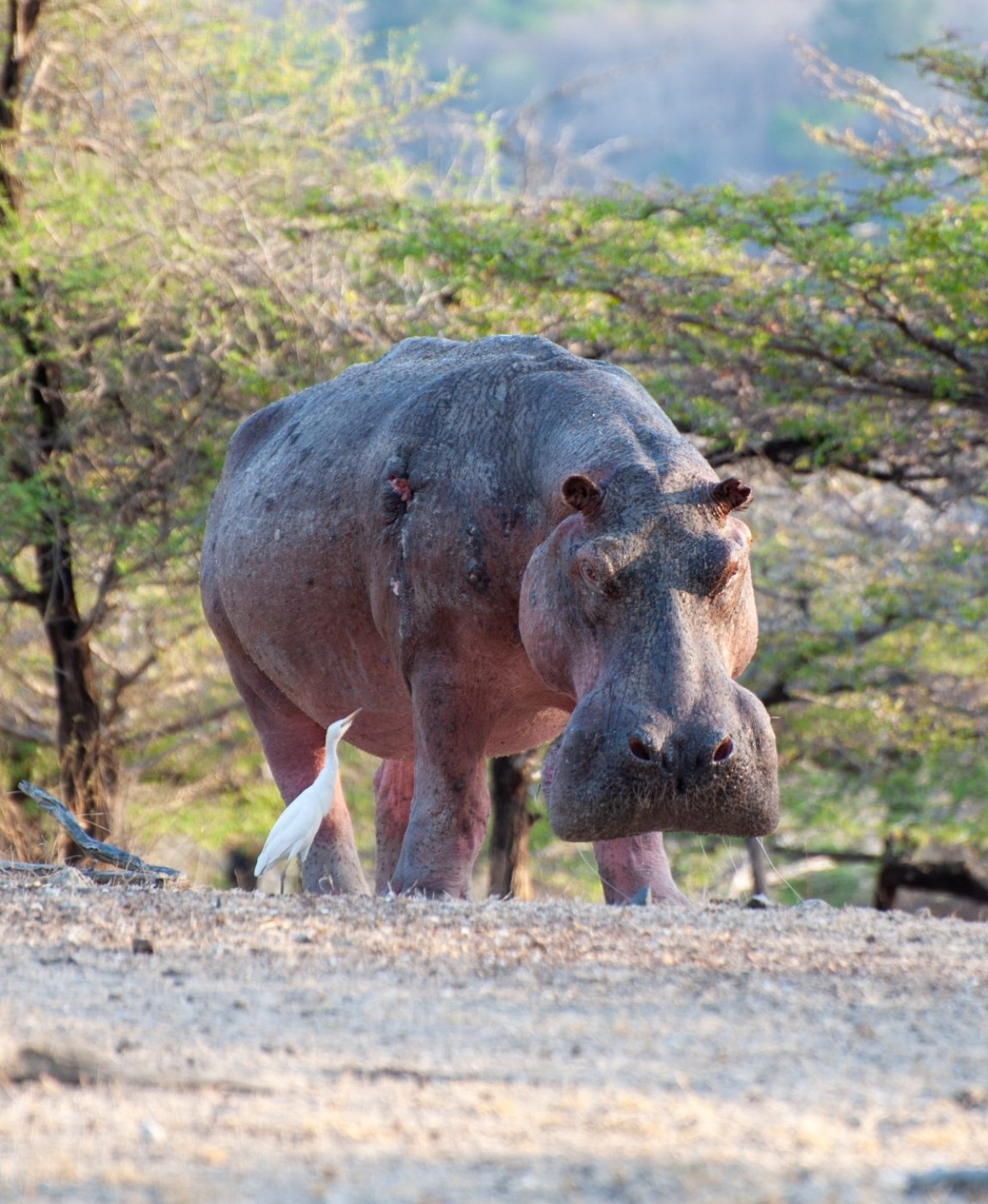      Foto:  Makubi Safari Camp 
