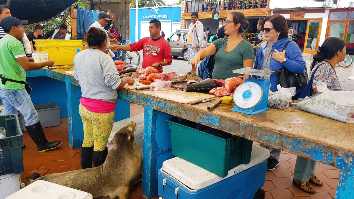 Sjøløven som venter på en godbit på fiskemarkedet i Puerto Ayora (Galapagos)