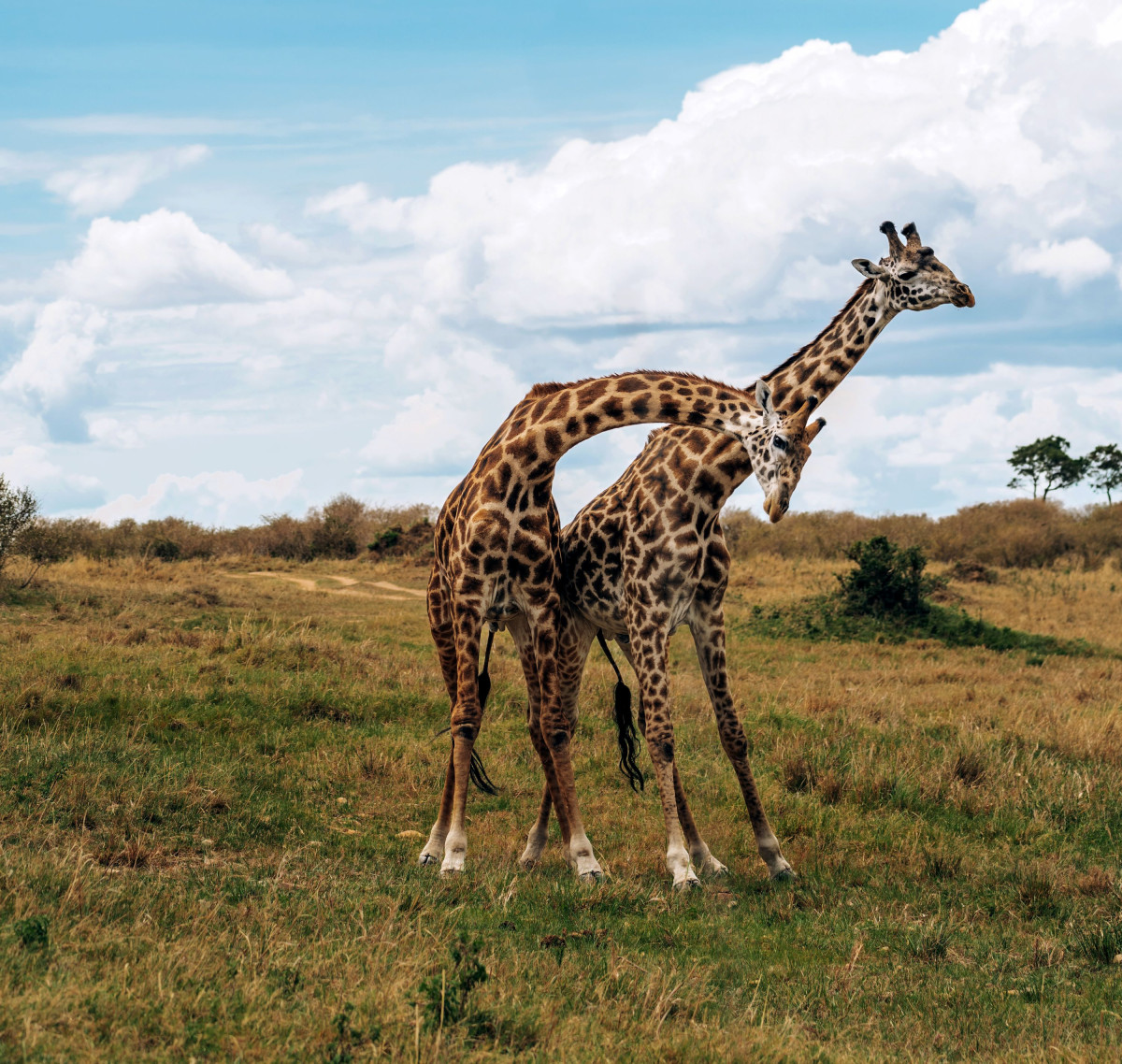 Vakre twigaer (sjiraff på swahili) i Masai Mara  |    Foto:  Secluded Africa 