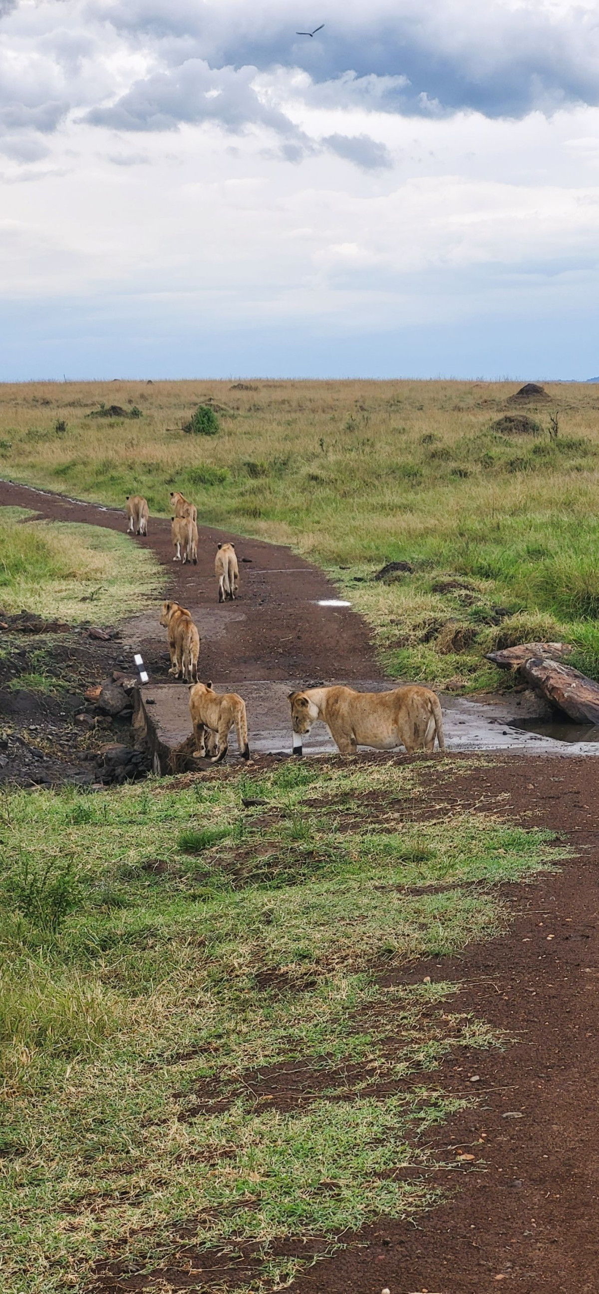 Veisperring Masai Mara