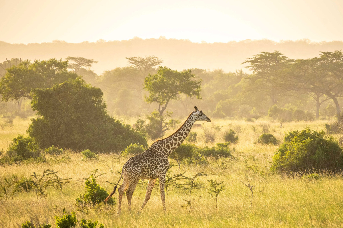     Foto:  Simply Saadani Camp 