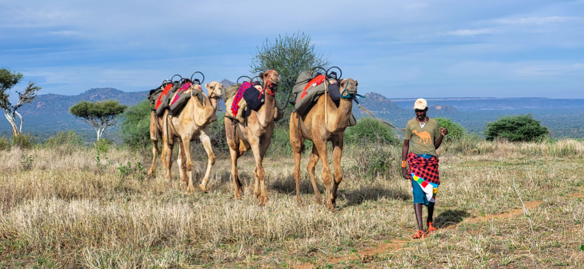 Magisk vandresafari med kamelene og Laikipia-masaiene   