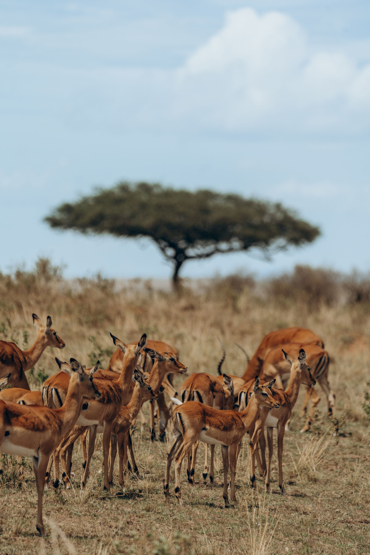 Nydelige impalaer i Masai Mara  |    Foto:  Secluded Africa 