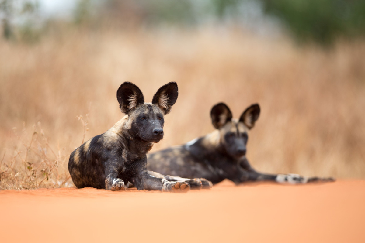 Villhunder ved Kipalo Hills  |    Foto:  Secluded Africa 