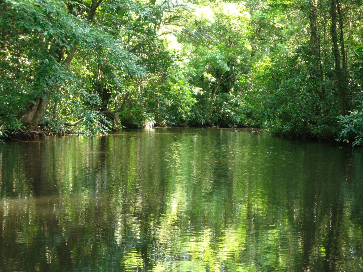Tortuguero   |    Foto:  Rsasse63 - Pixabay 