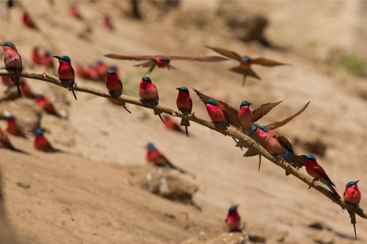 Autentisk safari Zambia