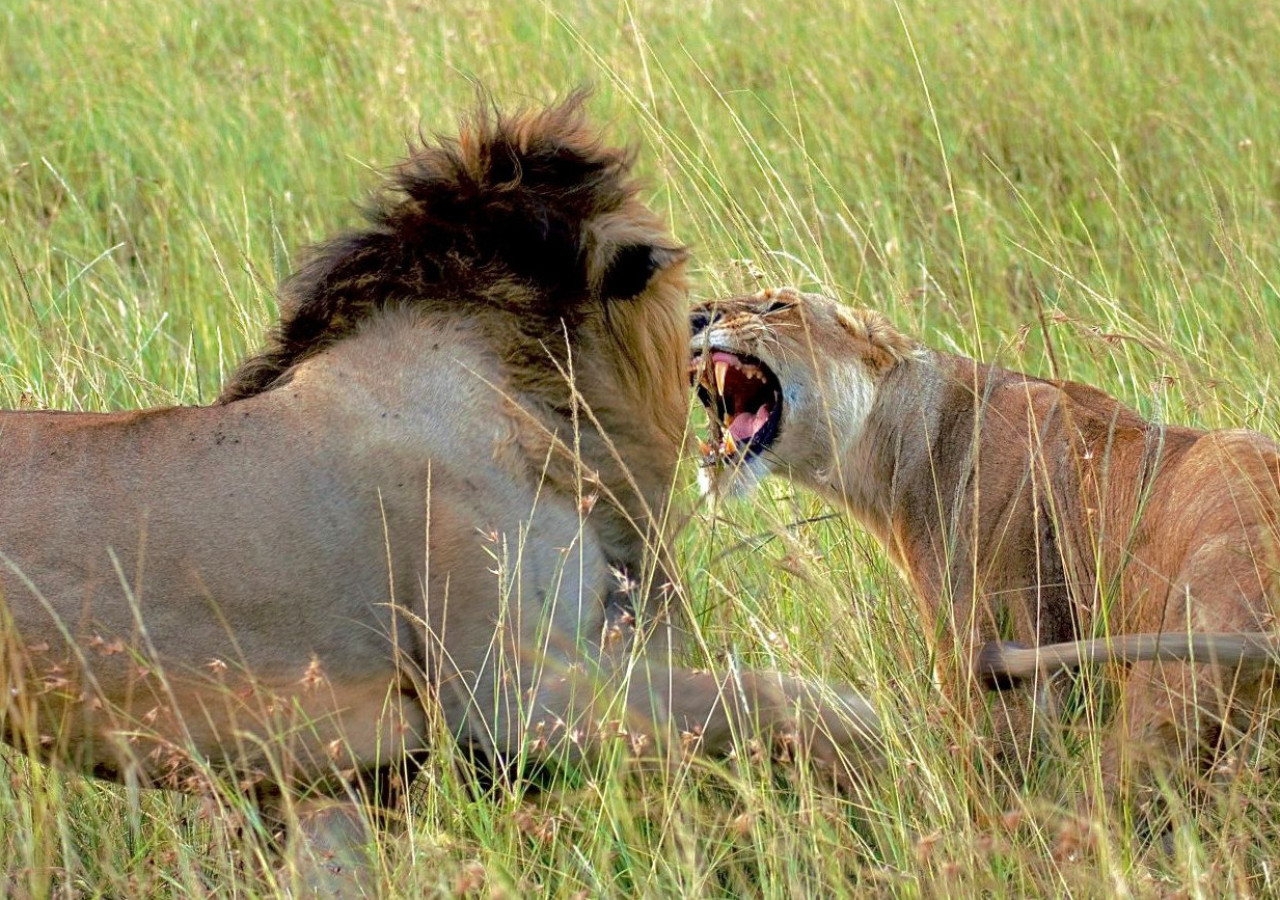 Serengeti nasjonalpark
