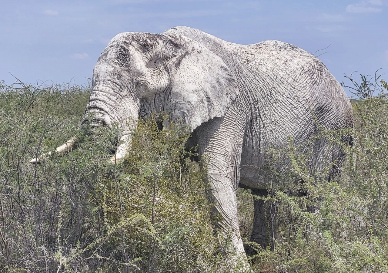 Etosha