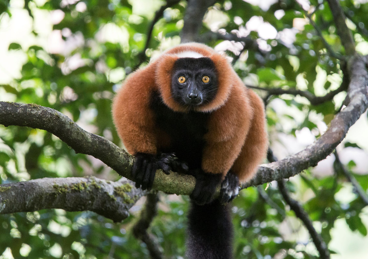 Madagaskar