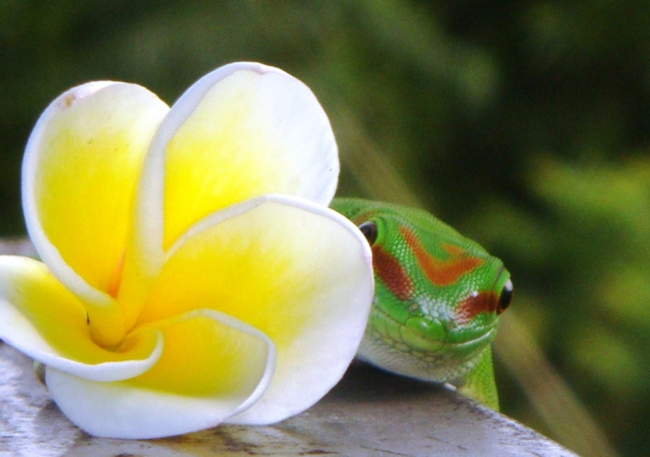 Montagne d'Ambre