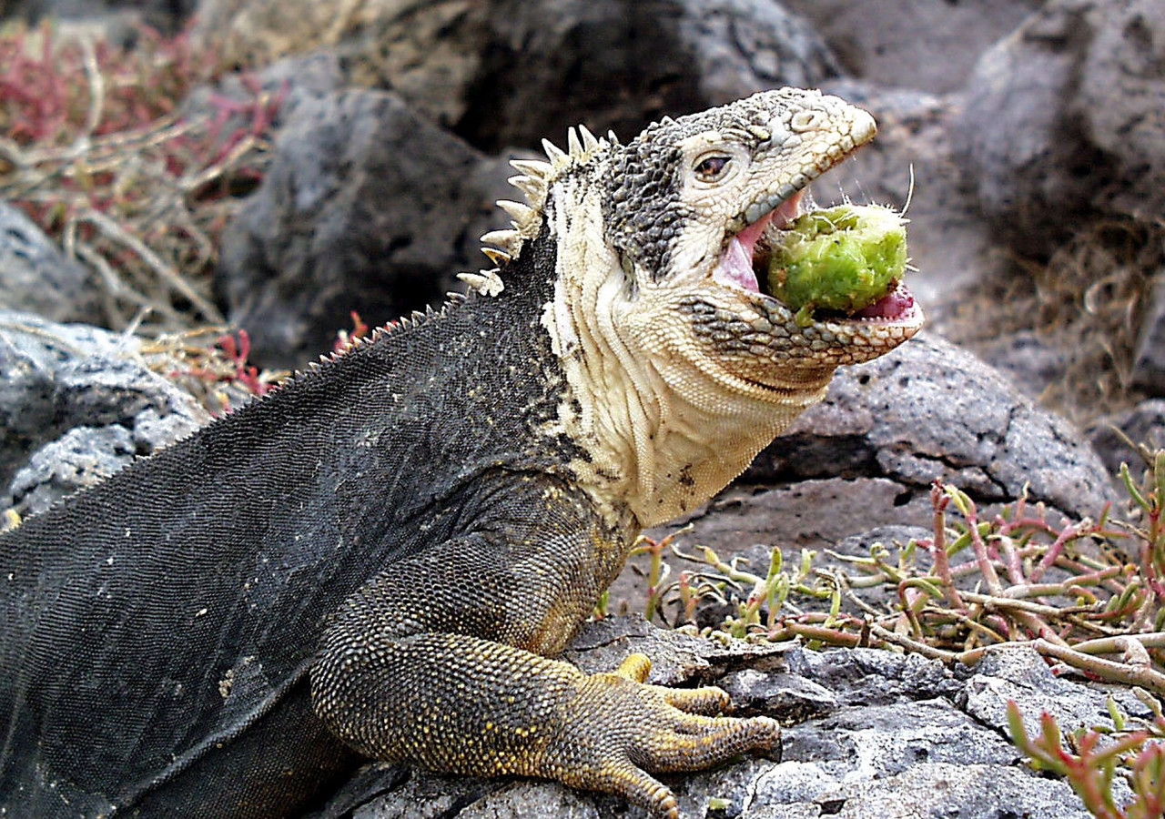 Galápagos