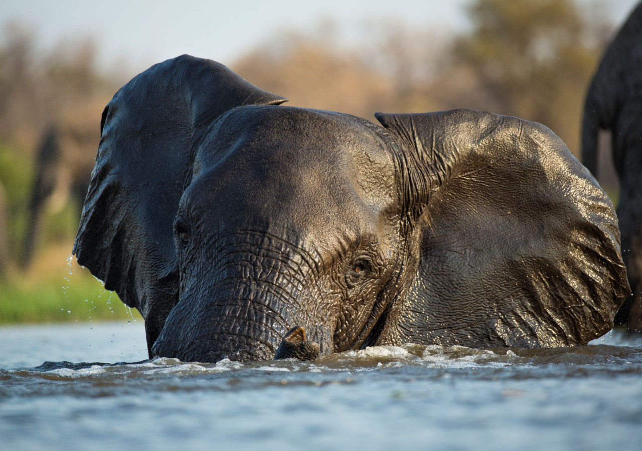 Chobe nasjonalpark