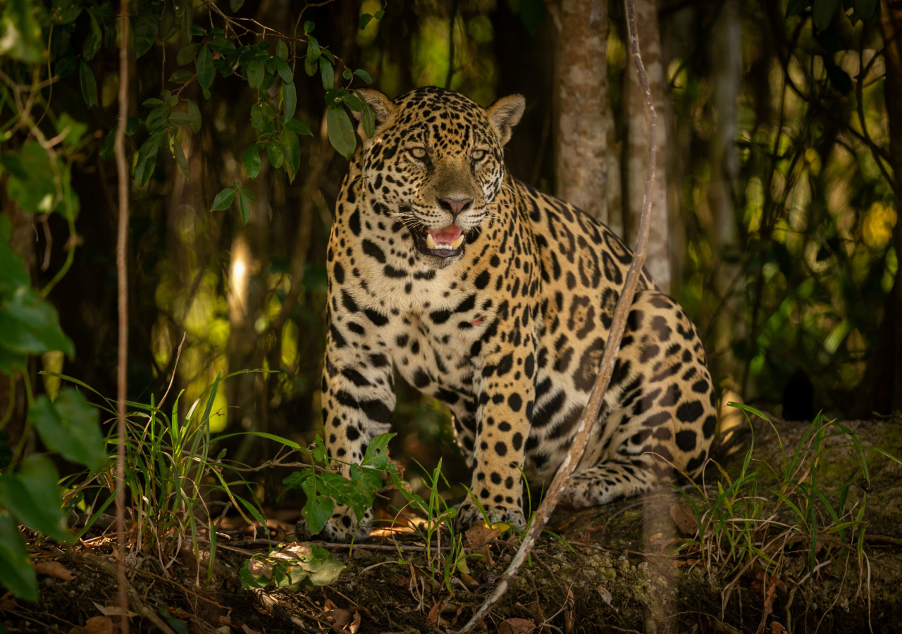 Pantanal