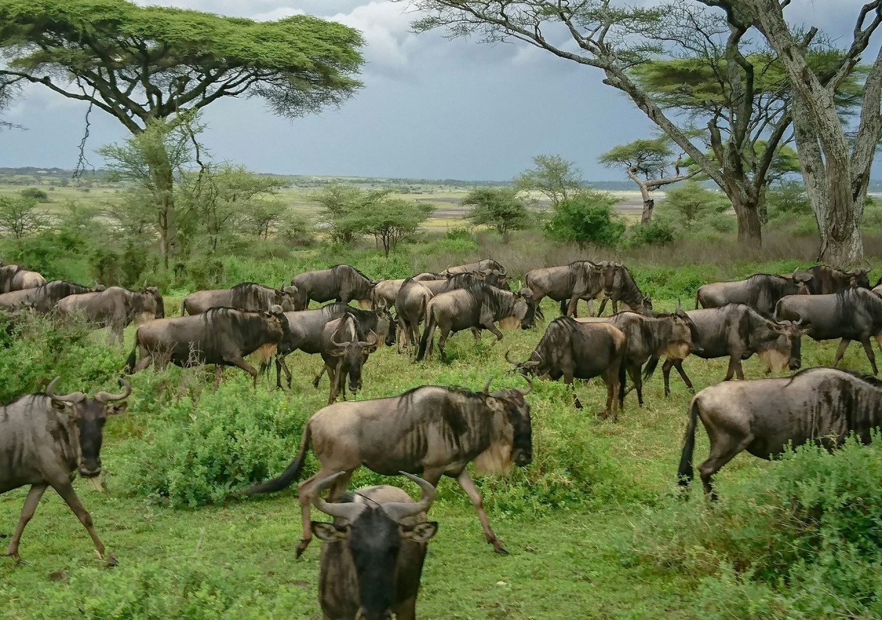 Ndutu
