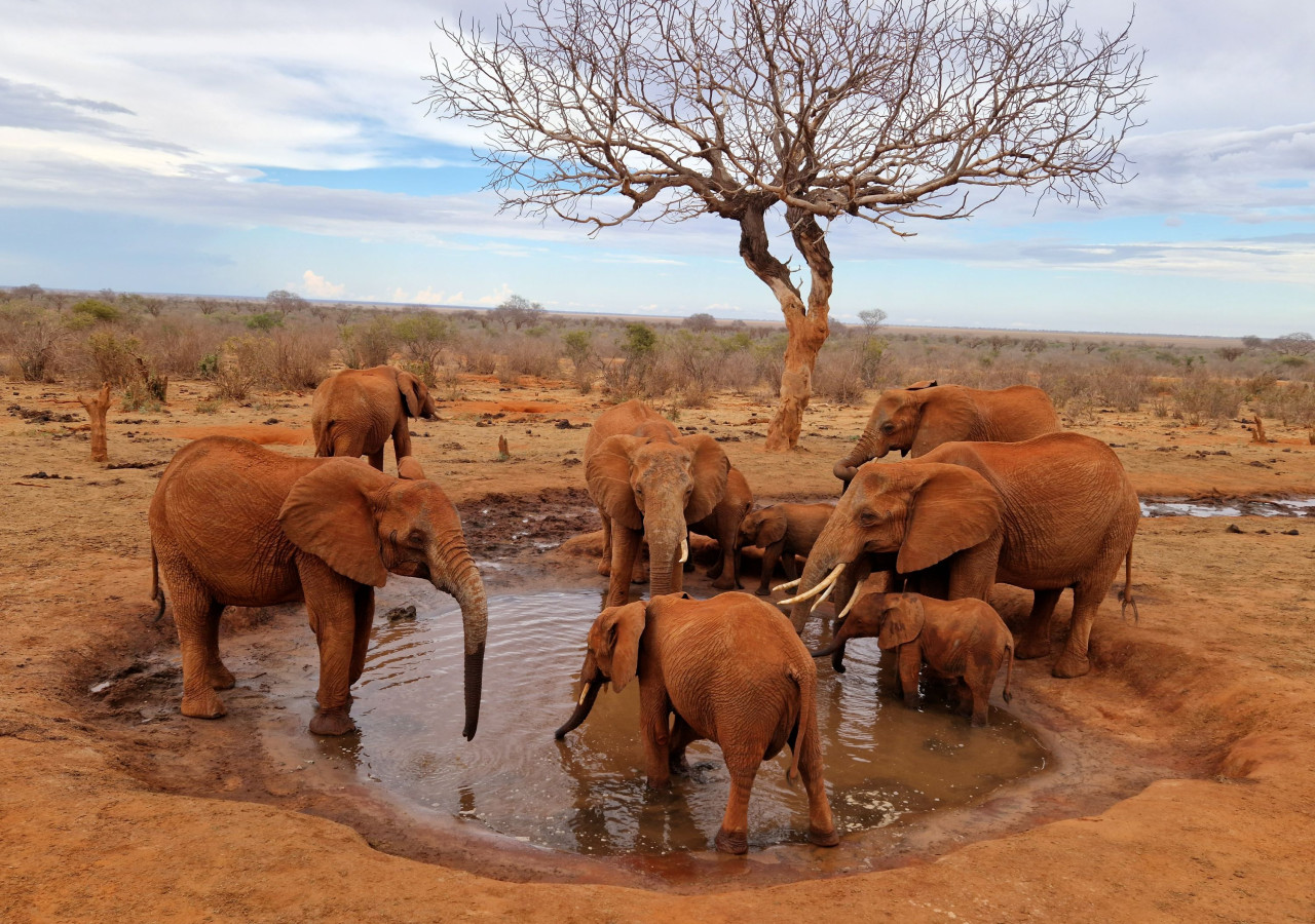 Tsavo