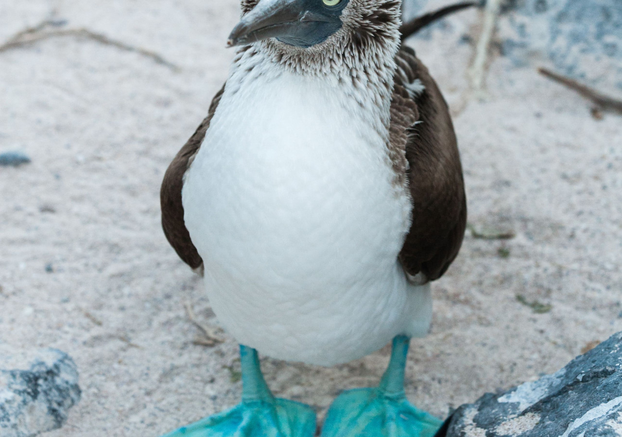 Ecuador og Galápagos