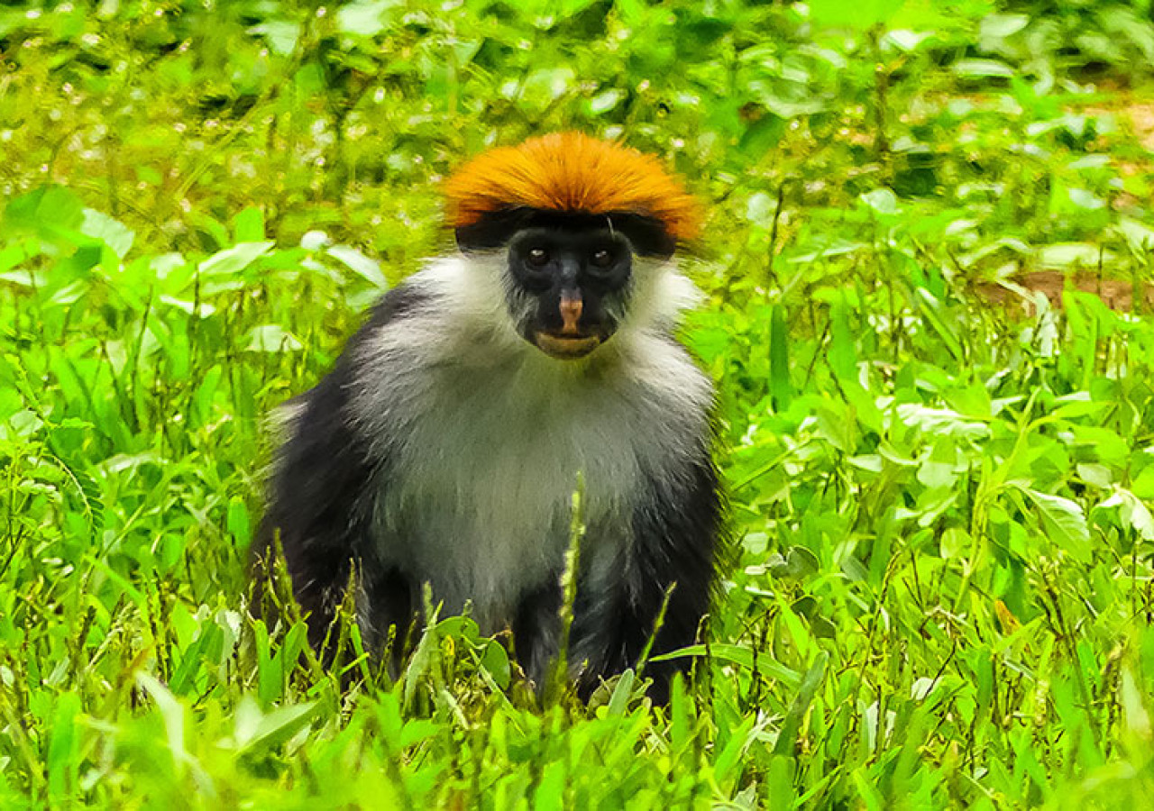 Udzungwa nasjonalpark