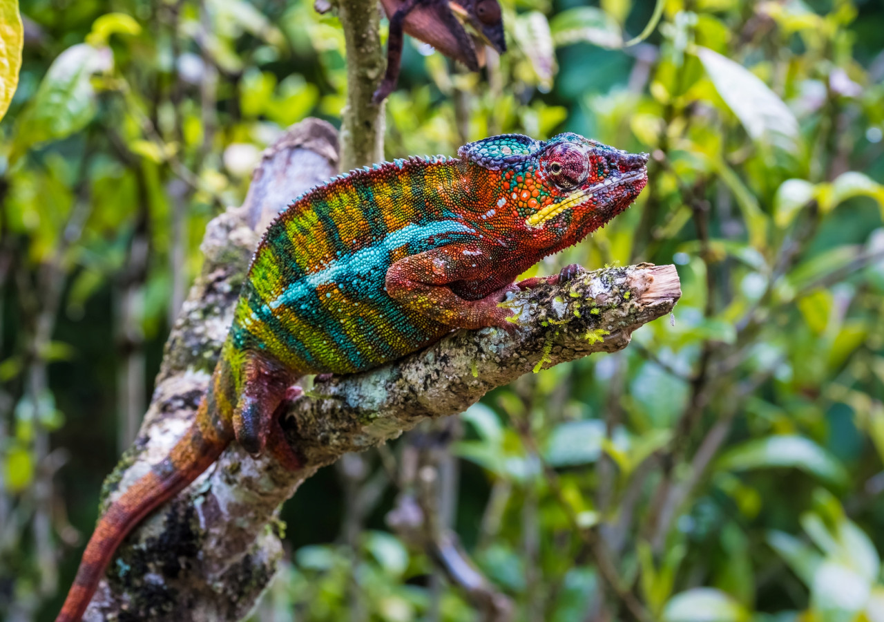 Madagaskar - øst