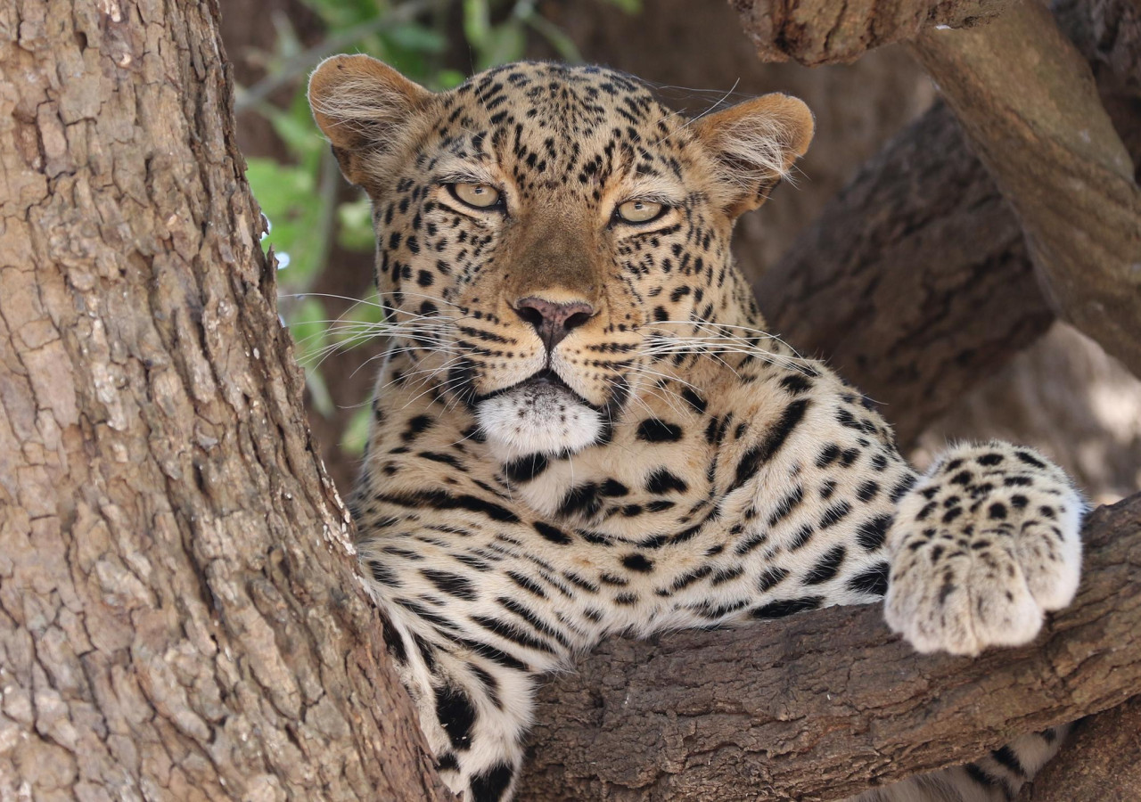 South Luangwa Nasjonalpark