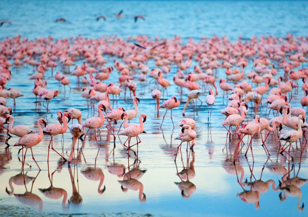 Lake Manyara nasjonalpark