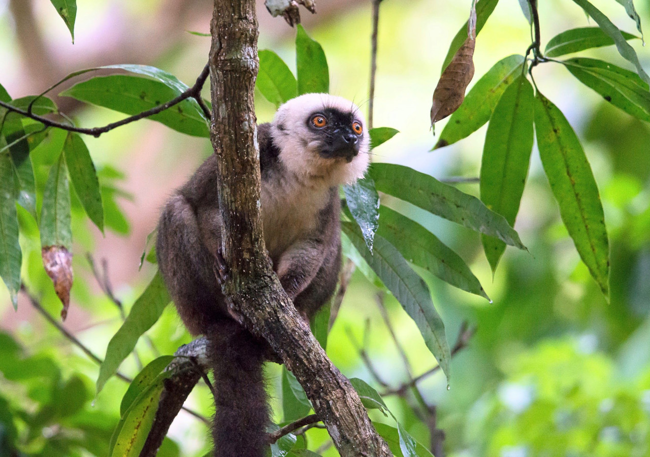 Madagaskar - nord