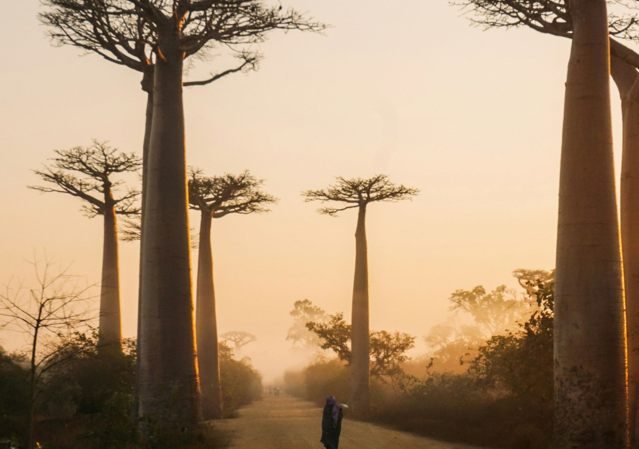 Morondava - Baobabavenyen