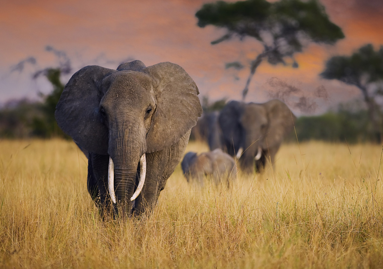 Tarangire nasjonalpark