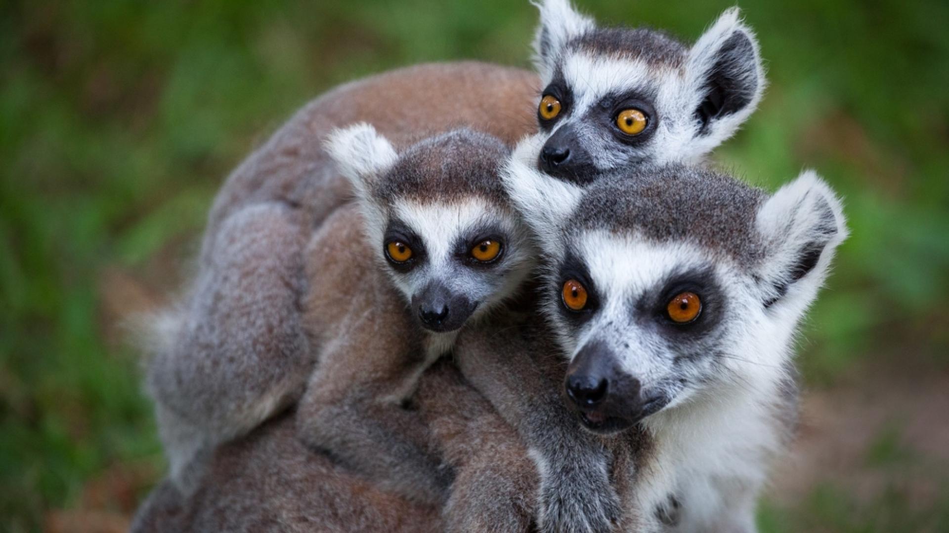 Nord-Madagaskar og Andasibe
