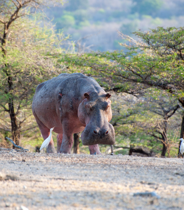 Tanzania - Safari & Badeferie