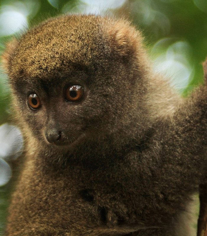 Essensen av Madagaskar