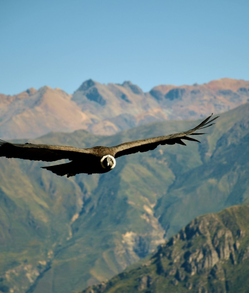 Arequipa & Colca-dalen