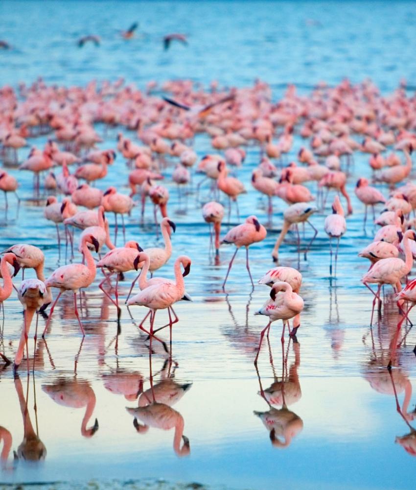 Lake Manyara nasjonalpark