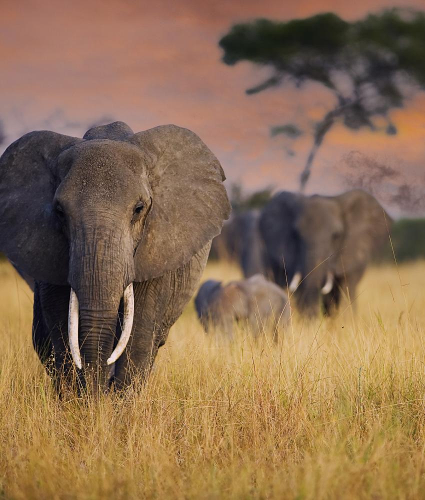 Tarangire nasjonalpark