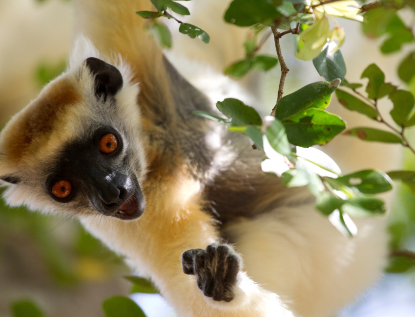 Nosy Komba, Madagaskar - foto: Tsara Komba Lodge