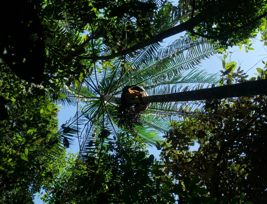 Høyt til værs i tretoppene - Amazonas - Brasil