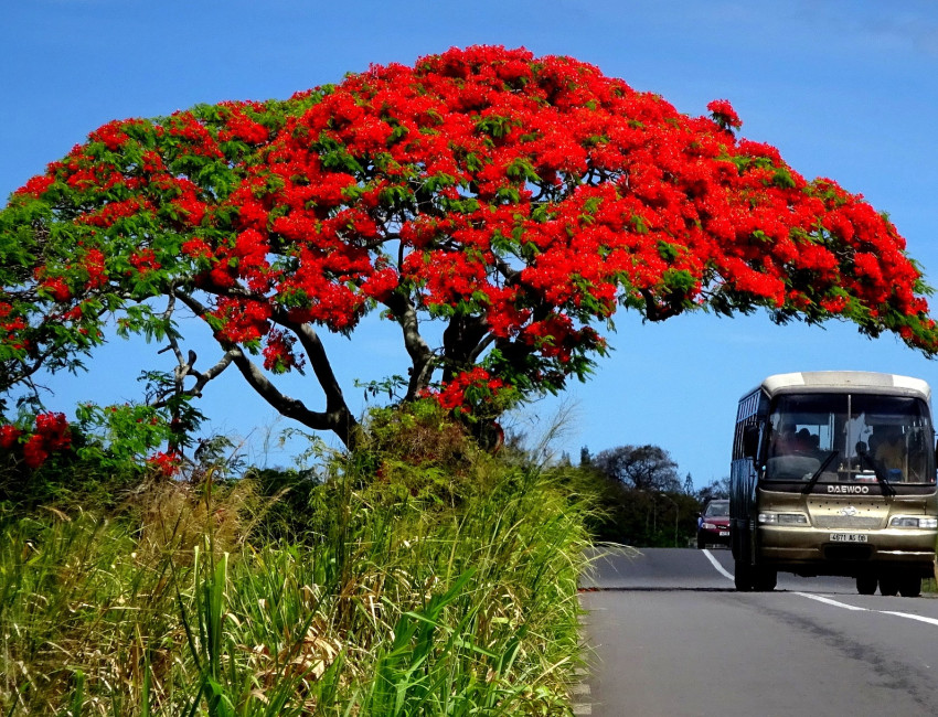 Flamboyant-treet lyser bokstavelig opp på Mauritius i blomstringstiden